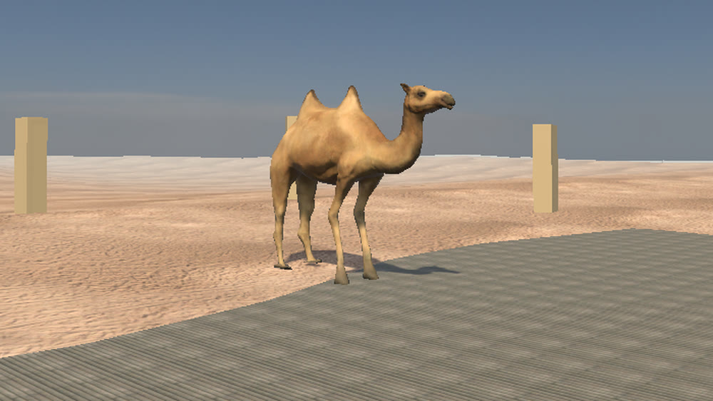 Wadi Rum Camel