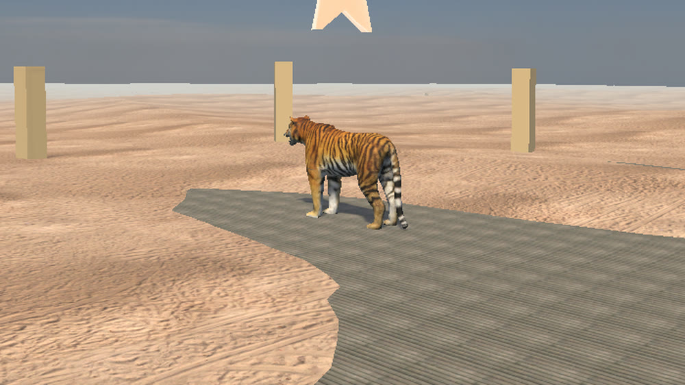 Sheba's Tiger
